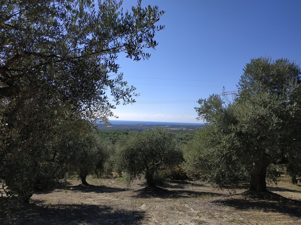 Oliveland for sale in Koryfasio Messinia Peloponnes