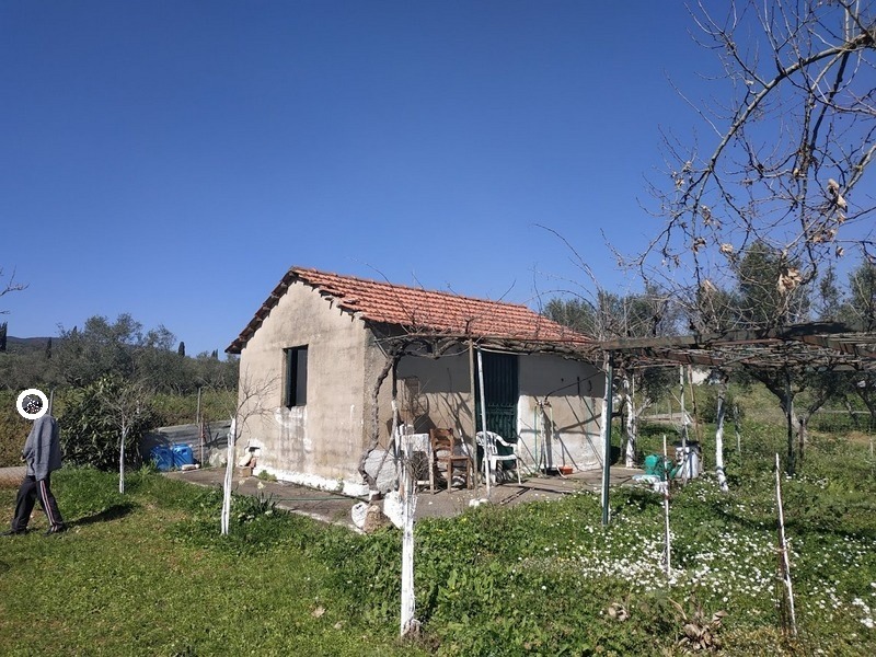 Olivenhain 17000 m2 zum kaufen in Chatzi Messenien Peloponnes