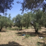 Land for sale in Romano Messinia Peloponnes Greece