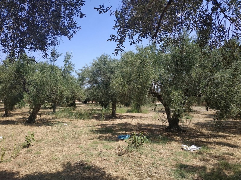 Land for sale in Romano Messinia Peloponnes Greece