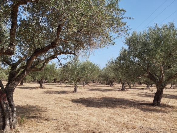 Olive grove for sale in Petrochori Messinia (REF711)