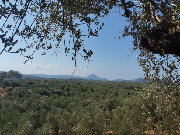 Πώληση οικοπέδου στην Τραγάνα Μεσσηνίας (REF483) 10 Grundstück in Tragana Messenien zu verkaufen