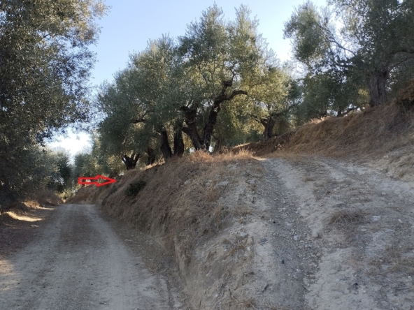 Αμπελόφυτο Μεσσηνίας πώληση αγροτεμαχίου (REF486) 4 Olivenhain in Ampelofyto Messenien zu verkaufen