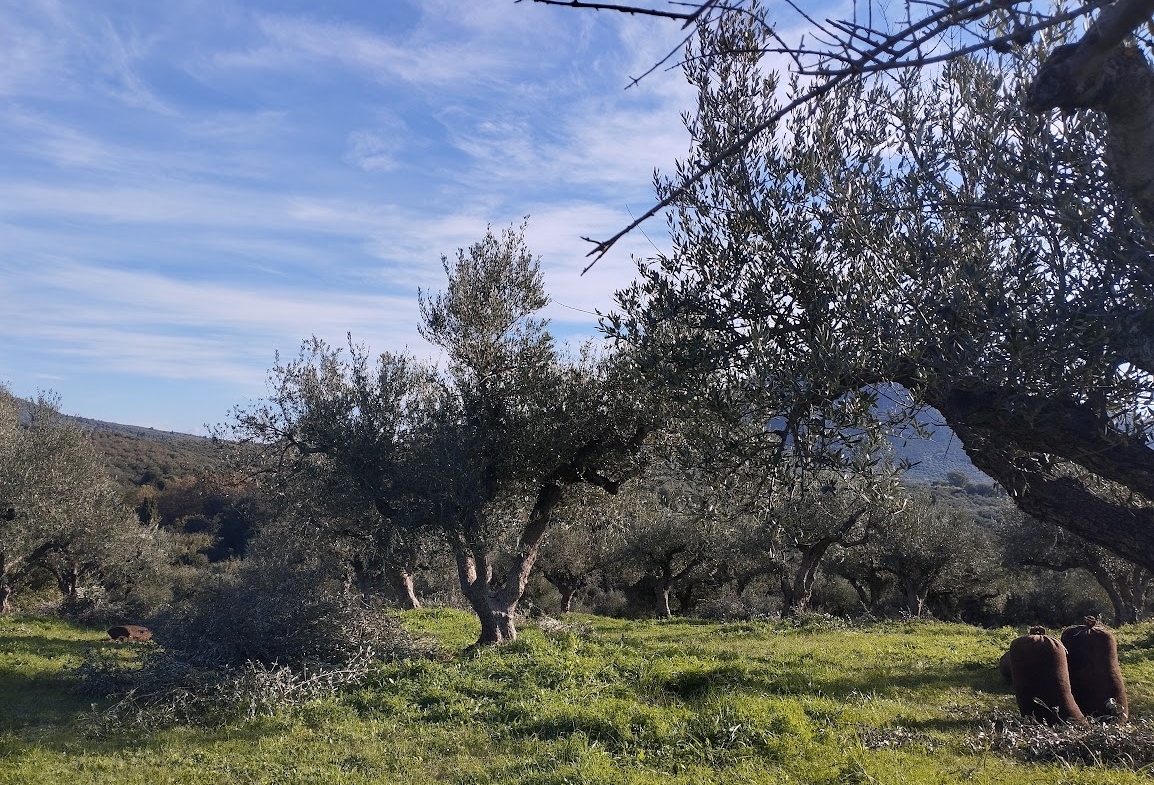 Πώληση ελαιοπερίβολου στα Παπούλια Μεσσηνίας