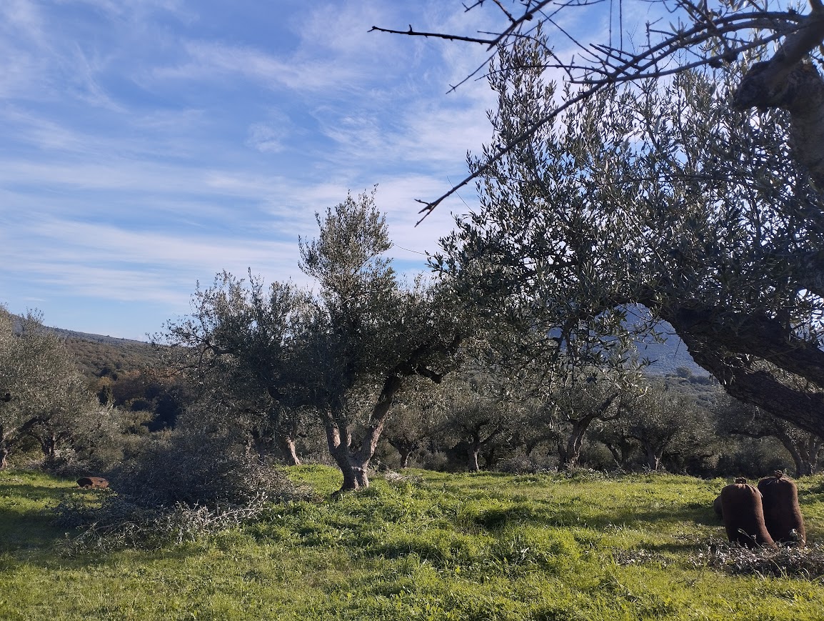 Πώληση ελαιοπερίβολου στα Παπούλια Μεσσηνίας