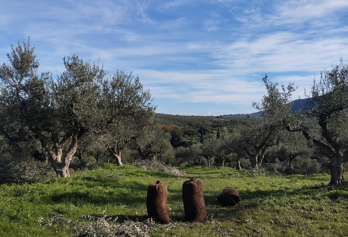 Olivenhain in Papoulia Messinien zum verkaufen