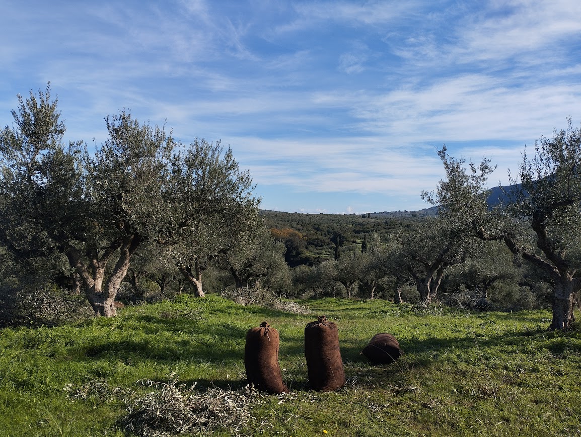 Olivenhain in Papoulia Messinien zum verkaufen