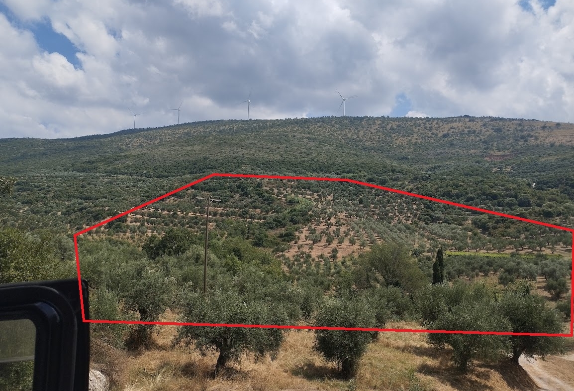 Πωλείται Ελαιοπερίβολο 100 στρ Θέση Στυλιανού Μεσσηνίας