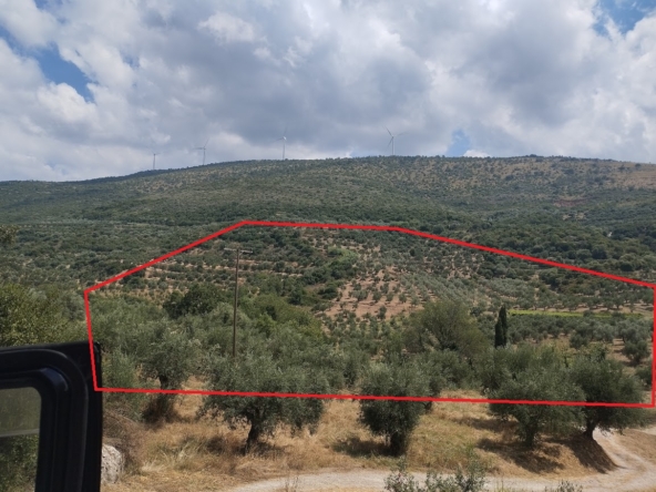 Πωλείται Ελαιοπερίβολο 100 στρ Θέση Στυλιανού Μεσσηνίας
