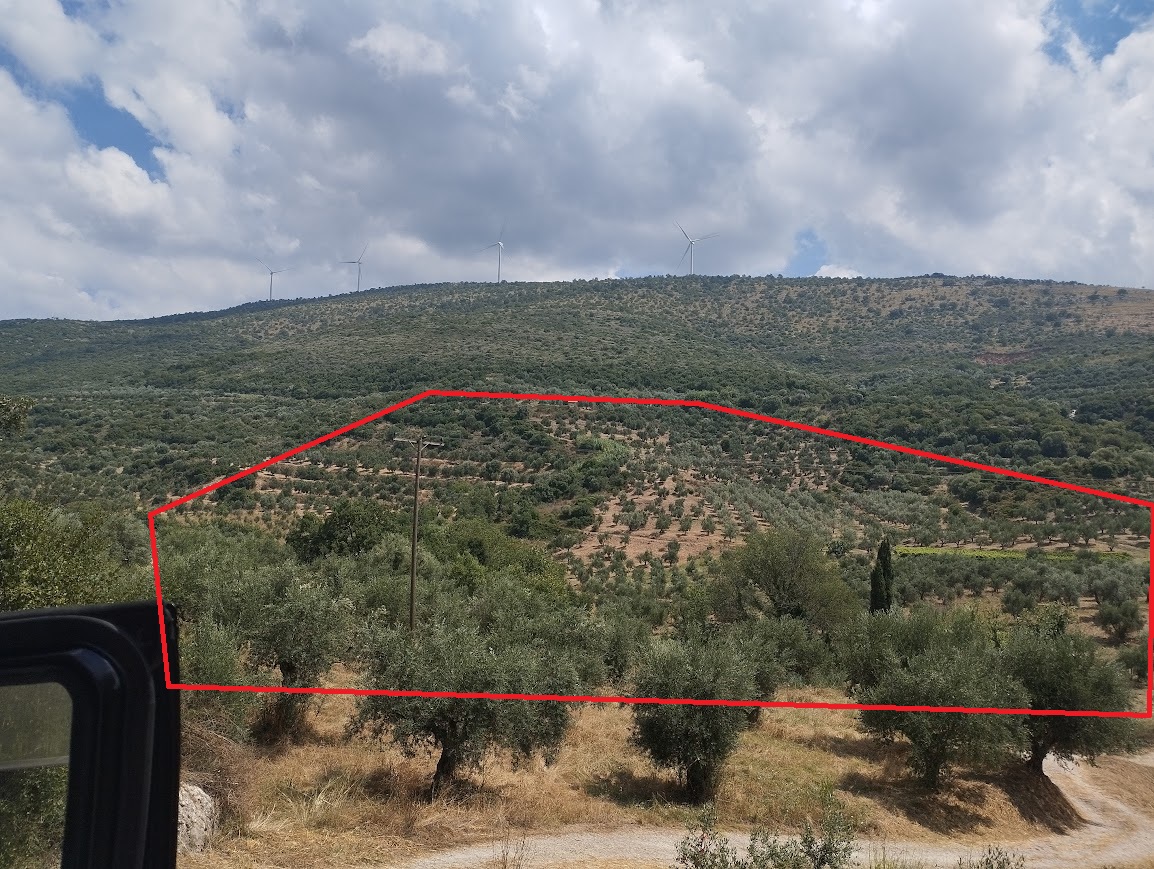 Πωλείται Ελαιοπερίβολο 100 στρ Θέση Στυλιανού Μεσσηνίας